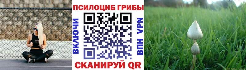 Галлюциногенные грибы Psilocybe  Купить где  Озёрск 